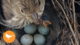 Bird Chick Chokes to Death from Overfeeding [upl. by Godiva192]