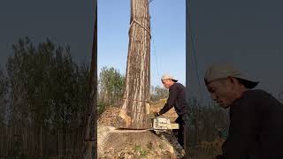 Wood poplar logging process Good tools and machinery make work easy [upl. by Tsenre]