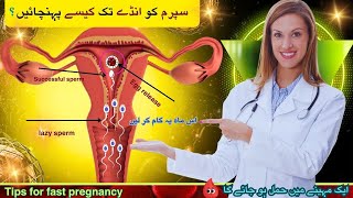 Pregnant Hone Ke Liye Kab Sex Karna Chahiye Best Time To Send Sperm Inside For Pregnancy Fertility [upl. by Jankell]