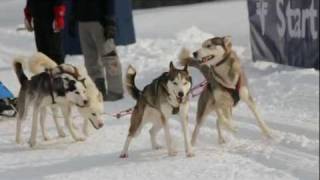 Schlittenhunderennen in Angerberg  Hohe Salve Tirol [upl. by Nwahsirhc]