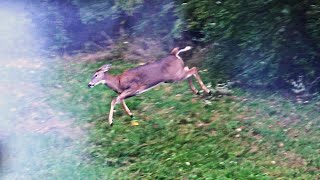 DEER HUNTING 2023  Flintlock Muzzleloader Early Season Doe Hunt  TWO DEER DOWN Pennsylvania  USA [upl. by Mauricio]