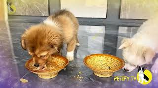 How is the puppy doing with potatoes and stopped protecting the food  Homemade dog food Review 2024 [upl. by Herson]