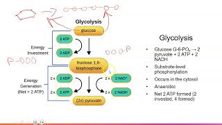 Cellular Respiration [upl. by Vanhomrigh]