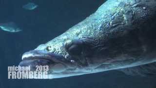 The Arapaima at Vancouver Aquarium  Michael Fromberg [upl. by Ahsii]