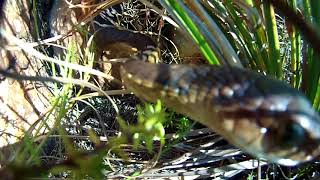 Boomslang attack on two nestling Cape Rockjumpers [upl. by Anirda]