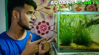 How To  Grow Aquatic Plants Without CO2 Ferts and Filter  1st Week Update  WILD GREEN [upl. by Rausch]