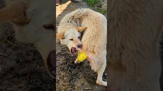 After being injured in the tail a stray dog continues to bite his tail [upl. by Mairym247]