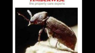 The Lifecycle of Woodworm  A podcast from the woodworm experts  Timberwise [upl. by Horatio]