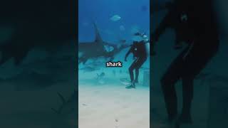 US Coast Guard vs Sharks Unbelievable Encountersshorts [upl. by Zea]