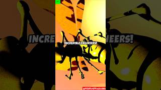 Bumblebee The Tiny Flight Engineer bumblebee bumblebees bee bees viralvideo insects shorts [upl. by Ahtelat]