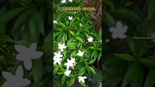 A beautiful flower nocopyrightmusic viralshorts plants [upl. by Sidra126]