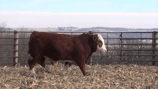 L319 Brink Genetics 2024 Fleckvieh Bull amp Female Offering [upl. by Stouffer]