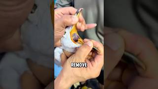 Rescuers Save Seagull from Painful Food Puncture A Reminder to Dispose of Waste Responsibly facts [upl. by Rosio]