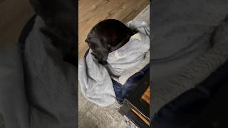 Dog makes his bed and gets buried [upl. by Avie505]