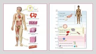 Basic Cell Structure and Function [upl. by Aryl]