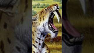 Top 10 Extinct Animals Part 1  The Sabertoothed Cat science extinctanimals [upl. by Yarahs]