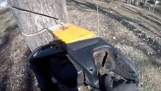 Felling a Tree in the backyard for firewood Poulan pro chainsaw with 20quot bar [upl. by Shaper]