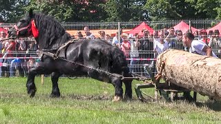 Cai de tractiune din Romania  Look Animal [upl. by Bound645]