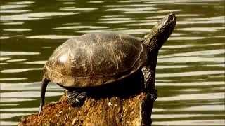 Red Eared Slider and European Pond Turtle in Natural Habitat of Hungary [upl. by Arihaj858]