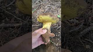 More Butter Bolete Mushroom Awesomeness [upl. by Ecinnej]