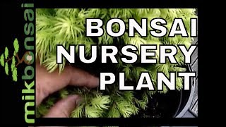 Unleashing the Potential of Bonsai How to Bonsai a Picea Glauca Nursery Plant  mikbonsai [upl. by Farly]