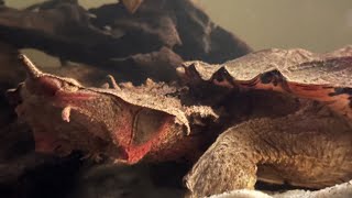 Quick Update on the New Reptile Room [upl. by Flavia]