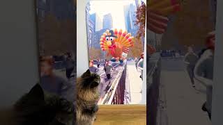 Cat reaction to 😱When the turkeys fight back 🦃💀😲Skibidi Toilet Song thanksgiving shorts monsters [upl. by Eimmelc850]