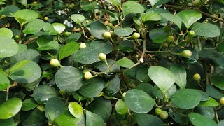 Trying Ficus deltoidea fruit [upl. by Nuahsar]