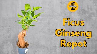 Repotting a Small Ficus Microcarpa [upl. by Jackson]