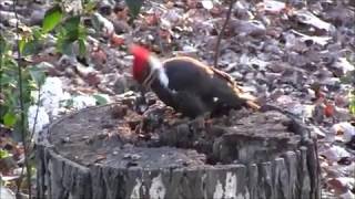 Pileated woodpecker working stump [upl. by Selym50]