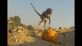 Baboon Prank  This is Africa [upl. by Mittel215]