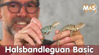 Halsbandleguan Basic  Crotaphytus collaris  Reptil TV [upl. by Brick]