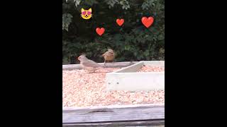 Mama Cardinal Feeds Her Baby birds mama animals nature baby feed [upl. by Notlaw574]