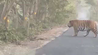 Tiger Mil Gaya Road Par  300kg Ka Tiger  Sab Ghabra Gaye  Pilibhit Tiger Reserve  Jungle Tour [upl. by Ydolem]