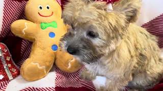 Chantilly Lace Female Morkie video 111624 [upl. by Suolkcin409]