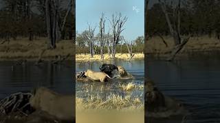 Savage Encounter Buffalo Survives a Lion Attack [upl. by Jezabel]