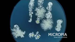 Timelapse microben op hand  Wim van Egmond [upl. by Alis]