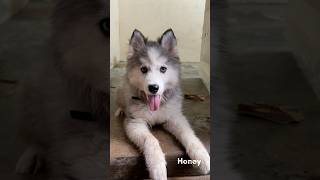 honey before amp after ￼ bathing￼dog huskydoglovers song cute siberianhusky anime shorts [upl. by Euqinamod]