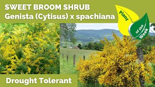 SWEET BROOM SHRUB  Genista Cytisus x spachiana [upl. by Skilken]