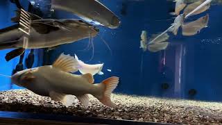 Black arowana 3 albino arowana phantom red tail catfish hybrid catfish FEEDING THE MONSTERS [upl. by Rrats]