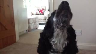 Cocker Spaniel Singing [upl. by Soracco]