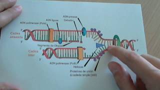 Replicación del ADN [upl. by Annahs]