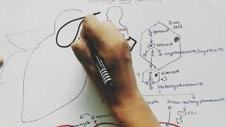 Plasmodium vivax life cycle  English  malaria [upl. by Yesak149]