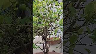 Kajal 1965 hindihitsong youtubesort bollyrwoodsongs rafi gardening rooftop gardentravel [upl. by Allistir768]