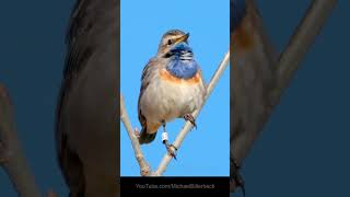 Bluethroat Call Birds BirdSounds Call [upl. by Rebba]