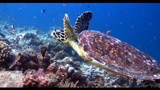 Mushimasmigili Thila or Fish Head  Dive Maldives [upl. by Frohman399]