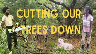 Clearing Trees and Brush on the Homestead  First Time Using Stihl MS 271 Farm Boss Chainsaw [upl. by Settle735]