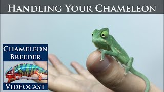 Handling Your Chameleon [upl. by Martell]