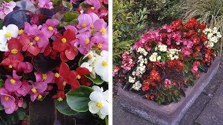 How to Grow Begonia Organdy Summer Garden Guide [upl. by Ignatius]