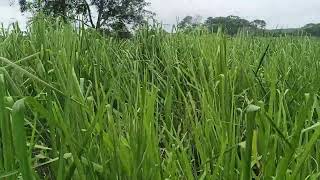 Pradera de Hibridos de Panicum Carcará listo para pastoreo o pacas en Escárcega Campeche [upl. by Letta]